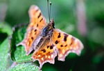 butterfly, insect, nature