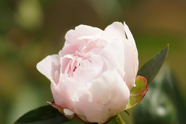 Free Peony Pink photo and picture