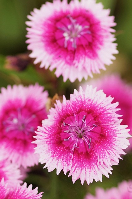 Free Blossom Bloom photo and picture