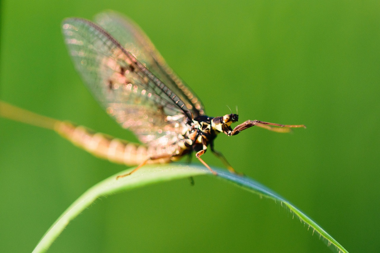 Libarca Insecta Insecto Libélula Macro - Foto gratis en Pixabay - Pixabay