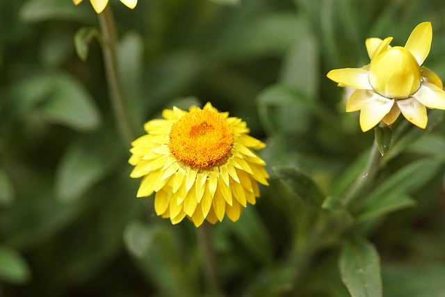 Free Paper Flower Flower Background photo and picture