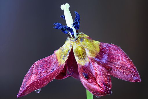 Arte, Artístico, Fundo, Fundo Floral