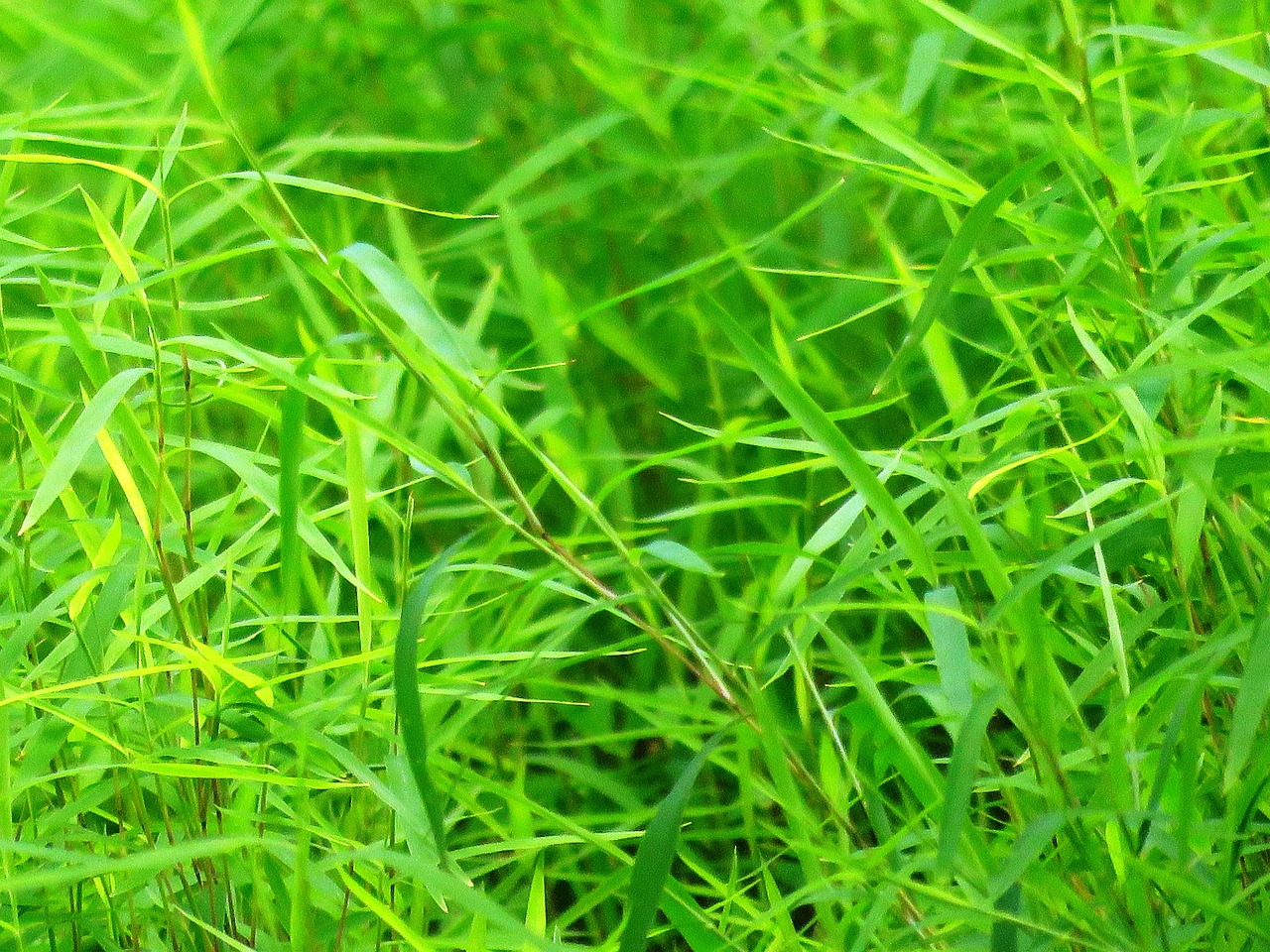 Background Green Grass Free photo on Pixabay Pixabay