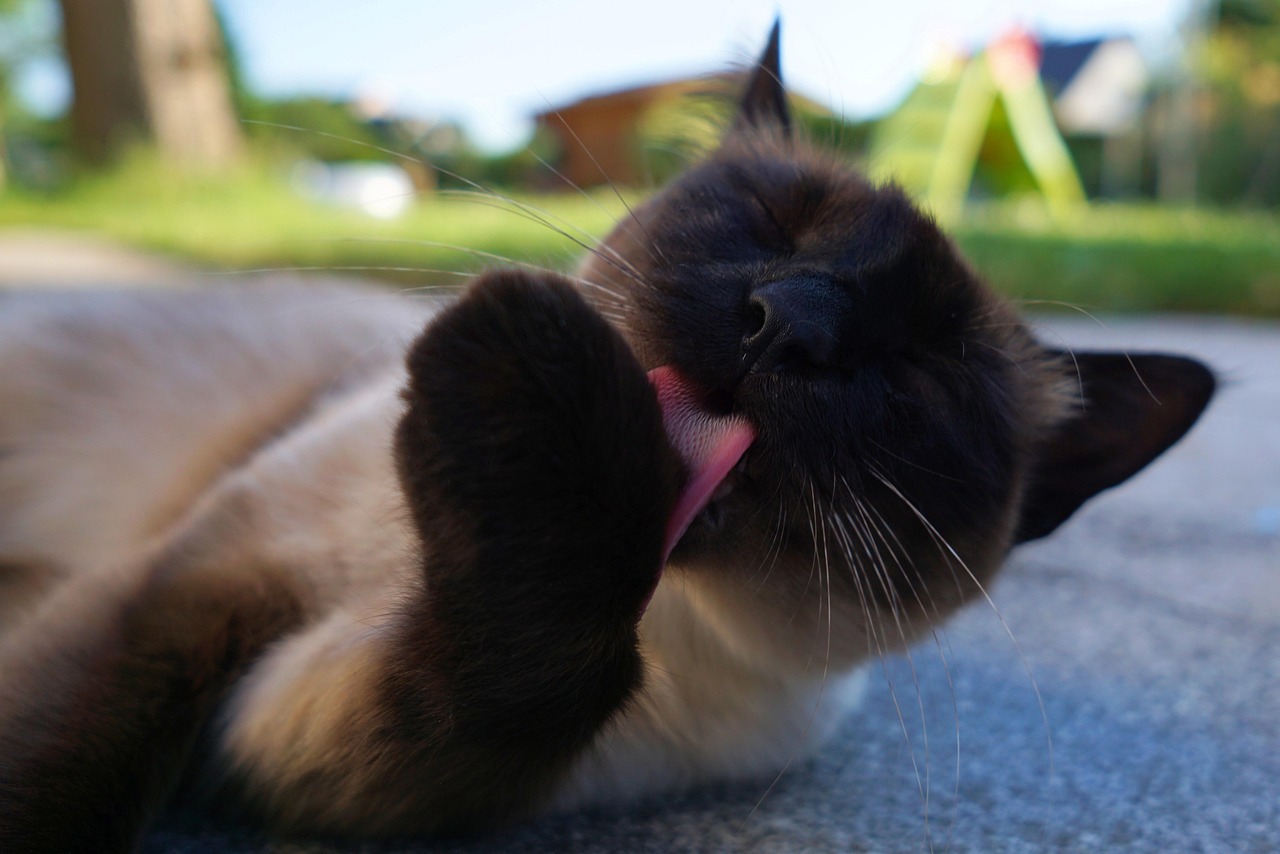 Cat - free online jigsaw puzzle photo