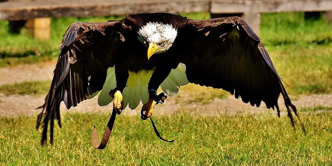Adler, Bald Eagles, Bird, Raptor