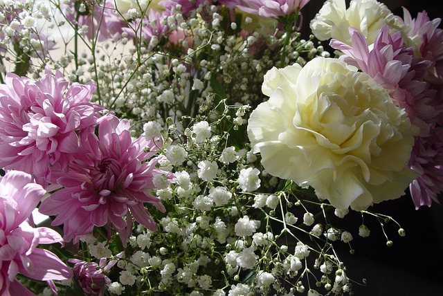 Free Carnation Flowers photo and picture