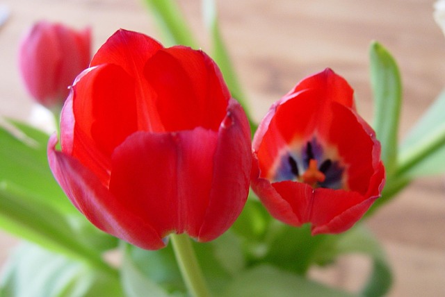 Free Flowers Nature photo and picture