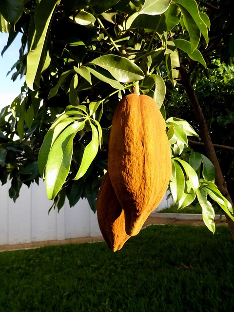 Mungubeira, Árvore, Munguba