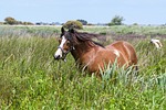 pony, marsh, brière