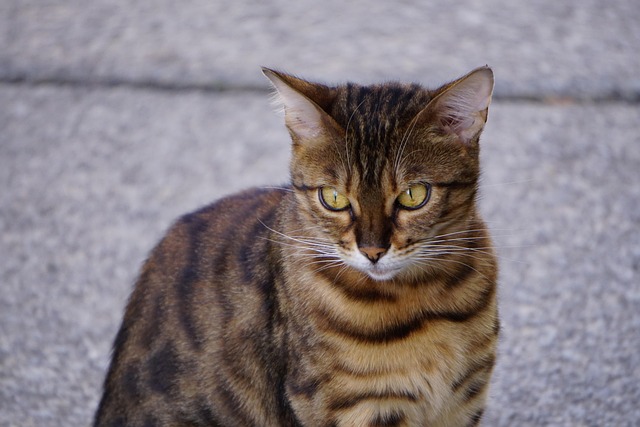 Free Cat Nature photo and picture