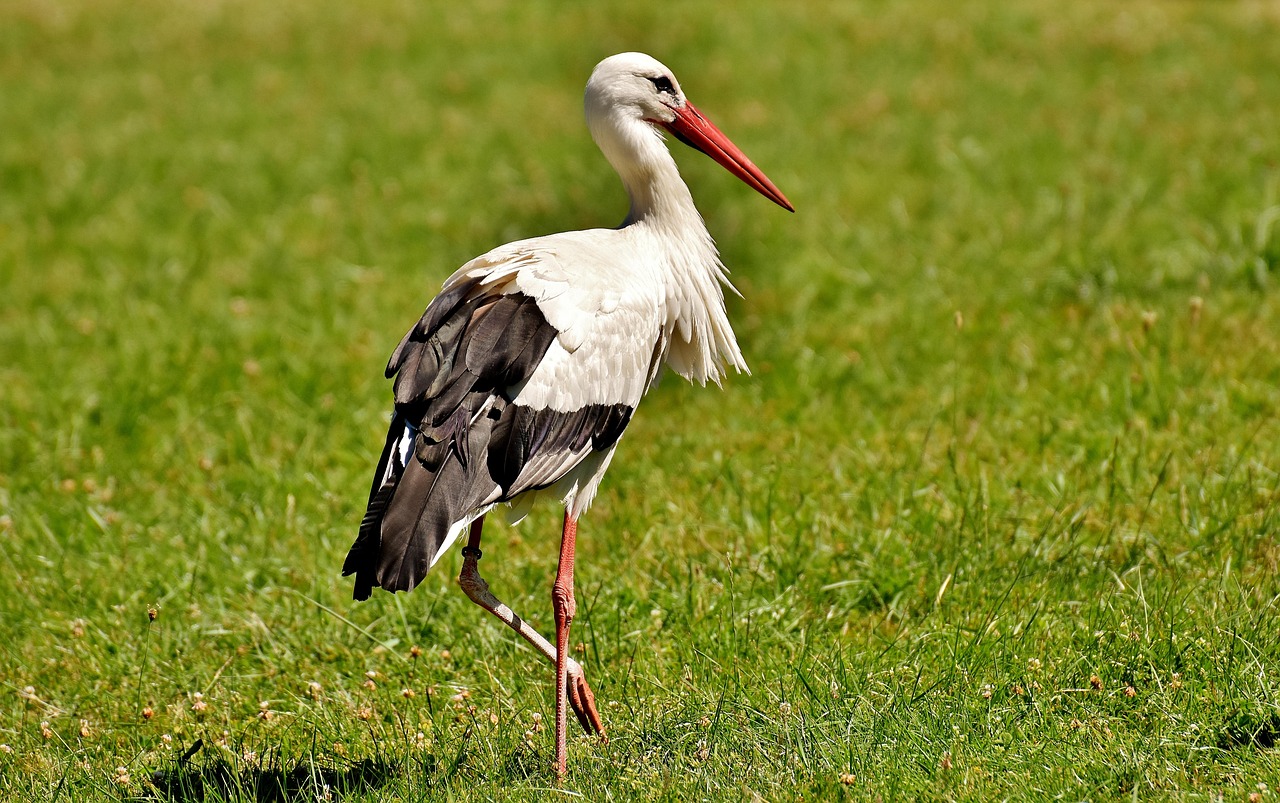 Storch Flügel Vögel - Kostenloses Foto auf Pixabay - Pixabay