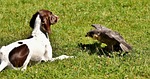 falcon, dog, raptor