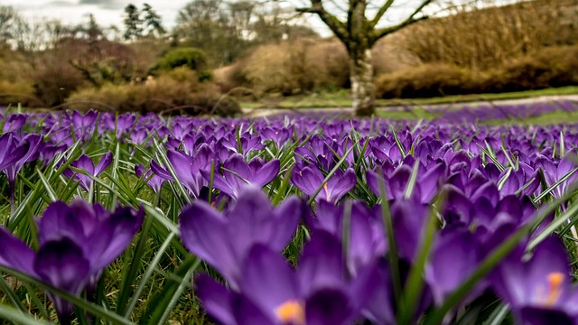 Krokusse, Blumen Hintergrund, Blumen