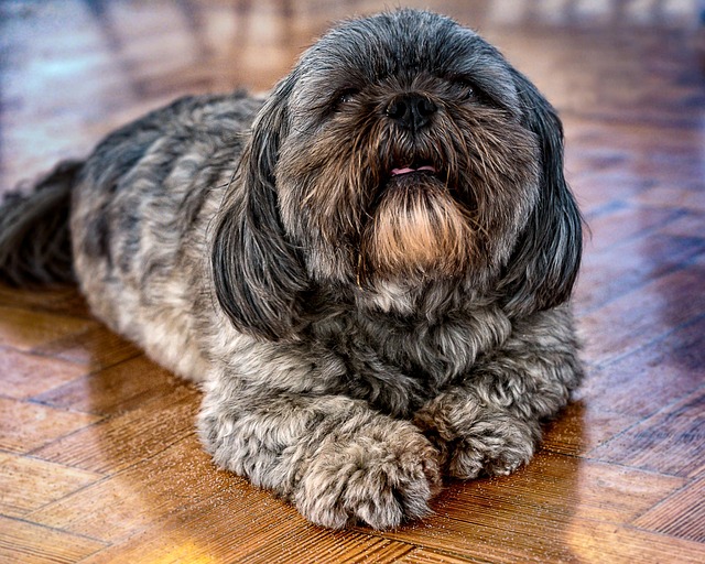 Hund, Haustier, Cafe, Tier, Niedlich