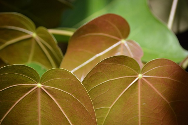 Free Plant Leave photo and picture