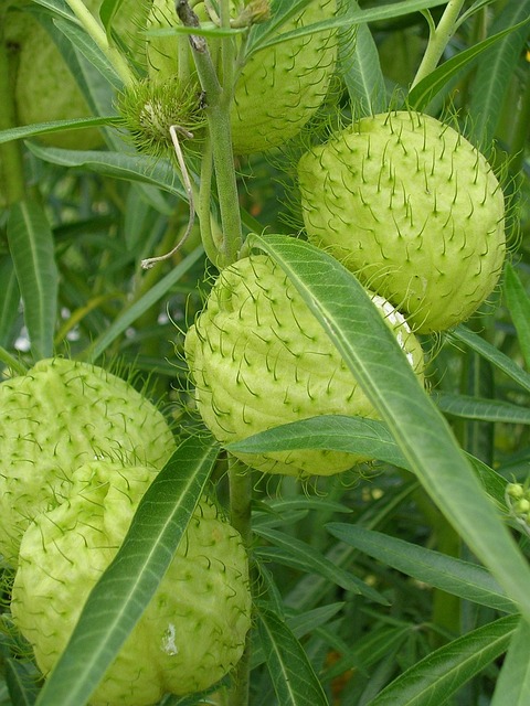 Free Green Plant photo and picture