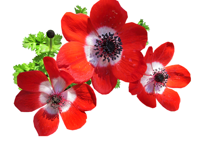 Free anemone red flowers illustration
