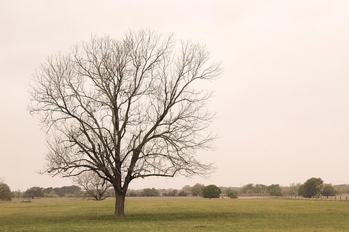 Træ, Felt, Gren, Eng, Forår, Natur