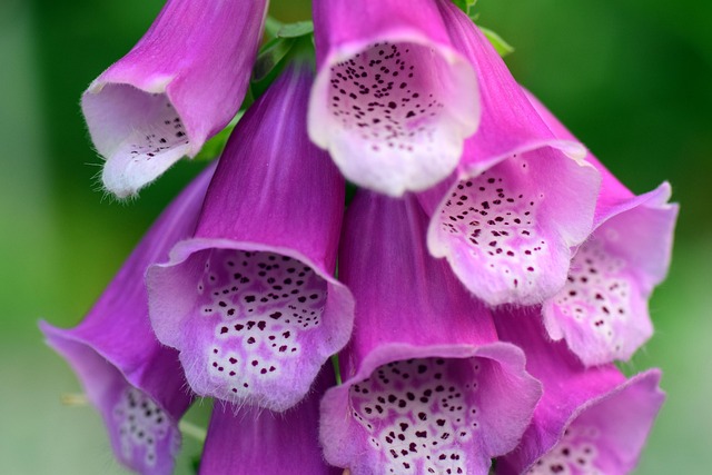 Free Thimble Digitalis photo and picture