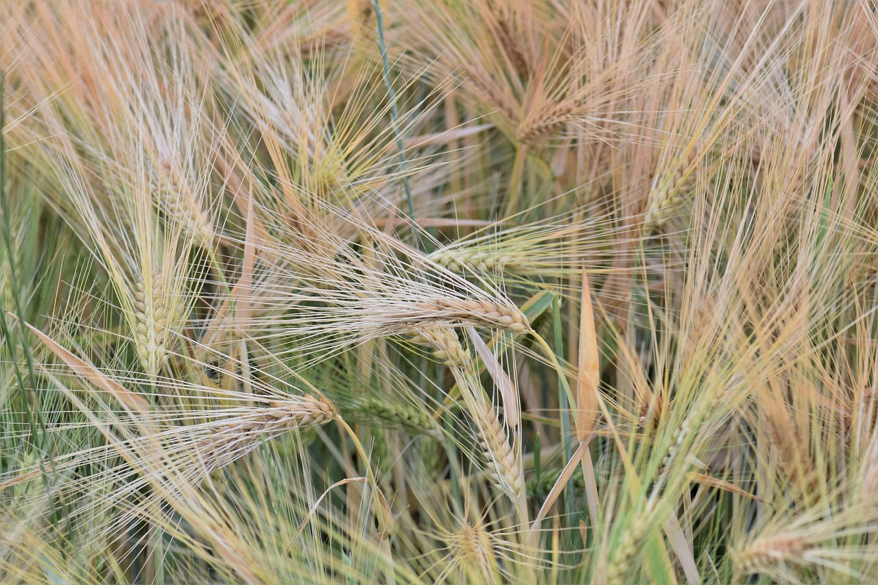 20,000+ Free Winter Wheat & Wheat Photos - Pixabay