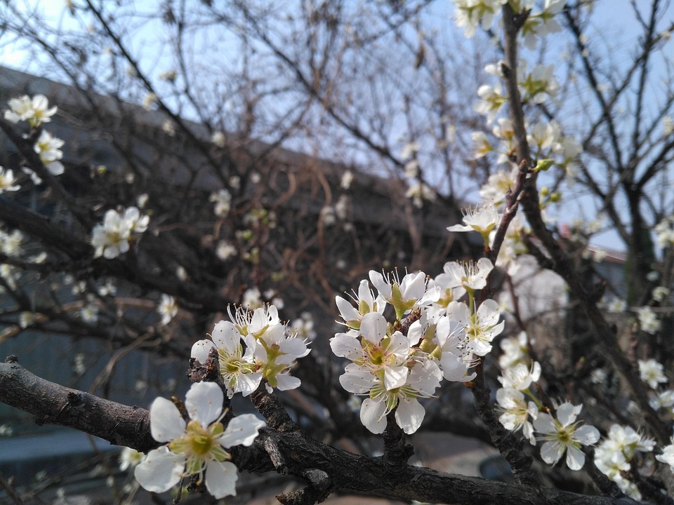 アプリコットの花 春 Pixabayの無料写真
