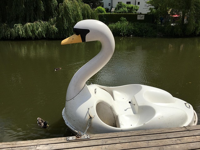 Free Swan Boat photo and picture