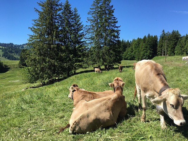 Free Allgäu Cows photo and picture