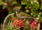 lewin's honeyeater, meliphaga lewinii, bird