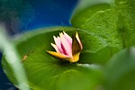 flower, water lily, tei