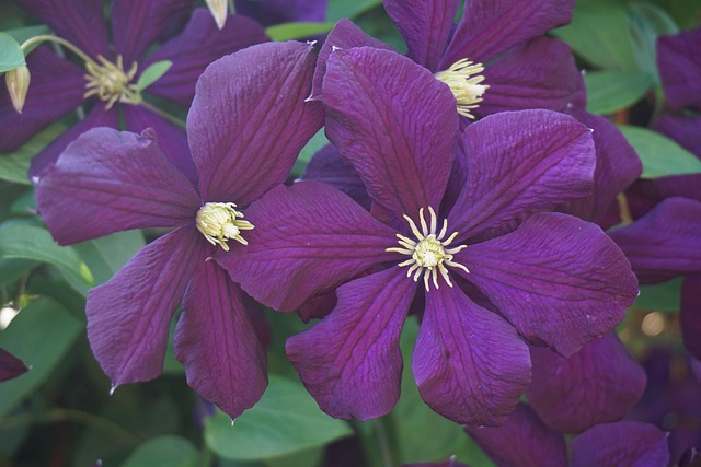 Free Blossom Bloom photo and picture