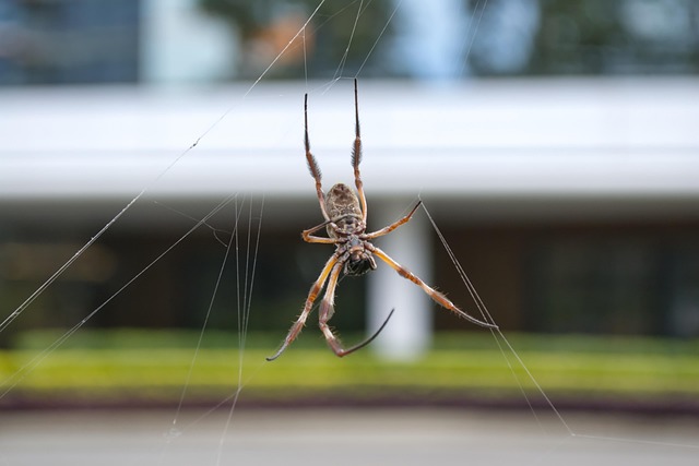 Free Spider Garden photo and picture