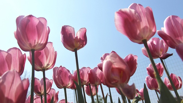Free Tulip Flower Background photo and picture
