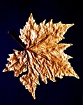 nature, sheet, sycamore