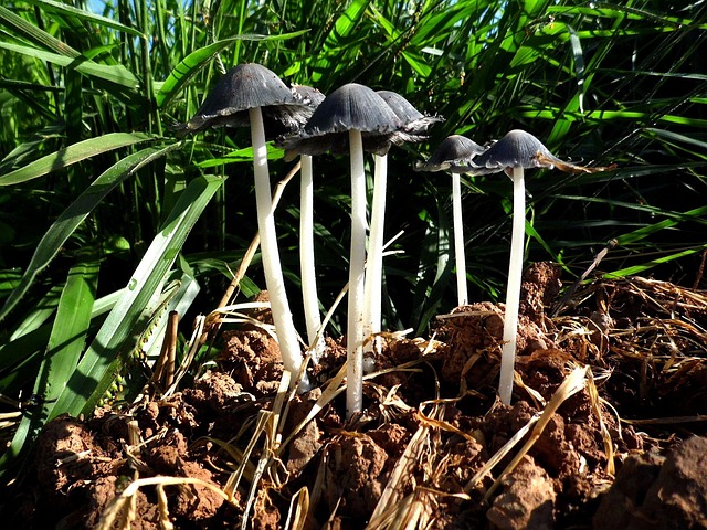 Cogumelo, Natureza, Fungo, Macro