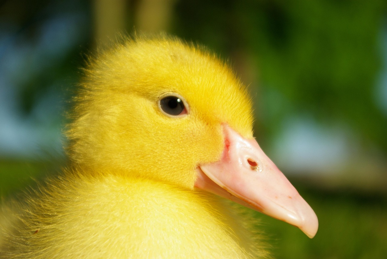30 000 Free Yellow Duck Duck Images Pixabay