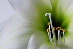 flowers, flower, white