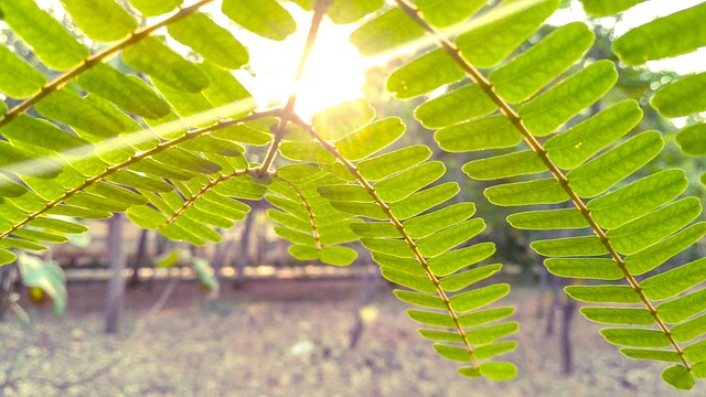 Free Leaves Tree photo and picture