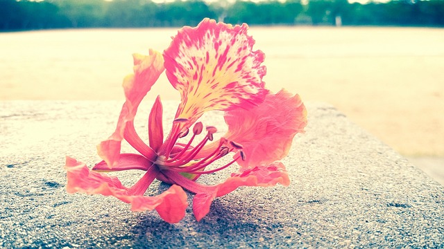 Free Flower Red photo and picture