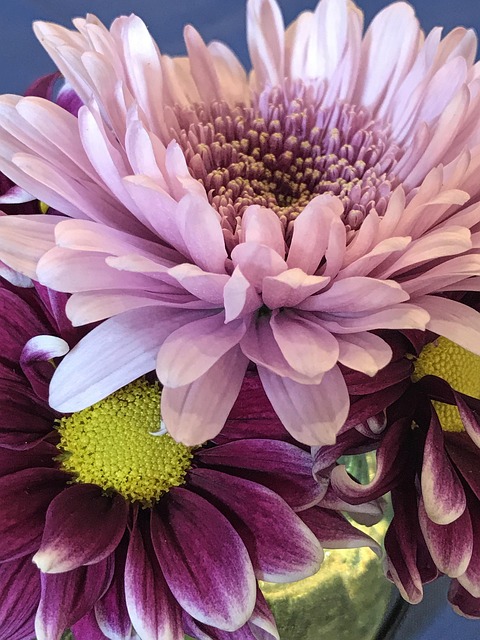 Free Flower Closeup photo and picture