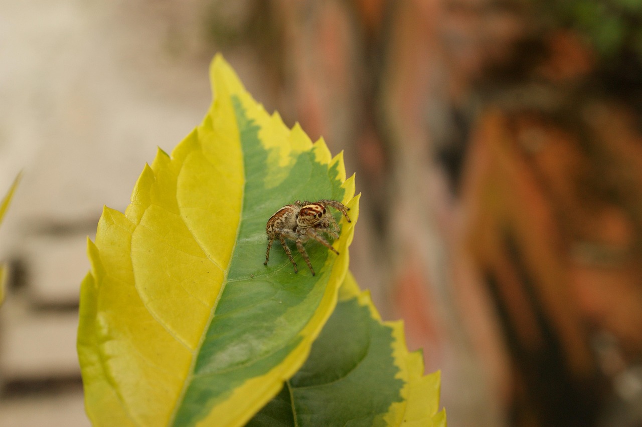 Nature Insects Spider - Free photo on Pixabay