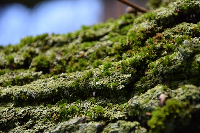 Free Bark Full Hd Wallpaper photo and picture