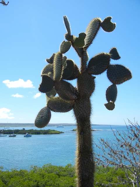 Free Galapagos Cactus photo and picture