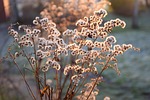 plant, winter, nature