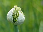 allium fistulosum, vegetable, garden