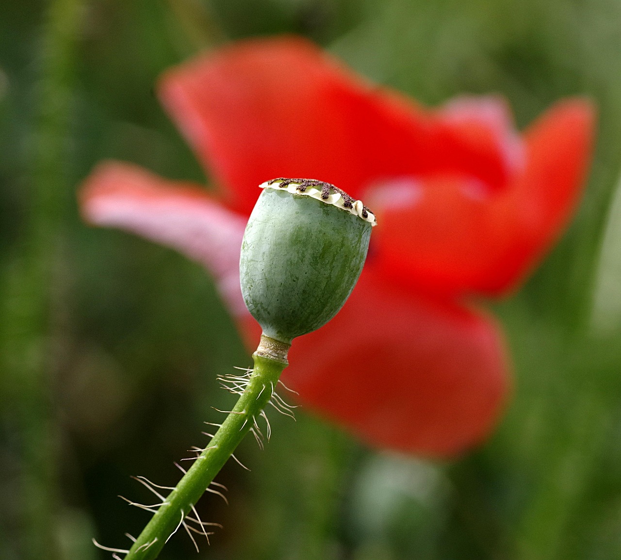 70+ kostenlose Makowka und NaturBilder Pixabay