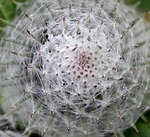 burdock, flower, bur
