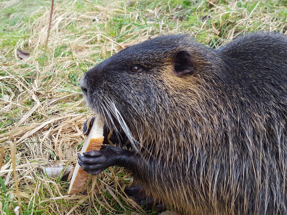 ヌートリア 動物 齧歯類 , Pixabayの無料写真