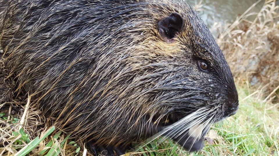 ヌートリア 動物 齧歯類 , Pixabayの無料写真