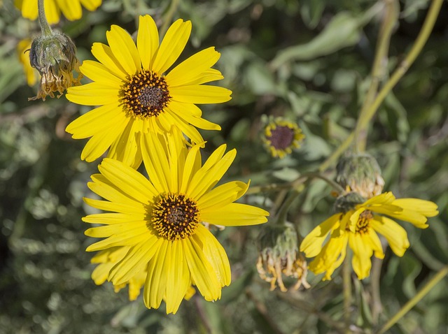 Flores, Campo, Naturaleza