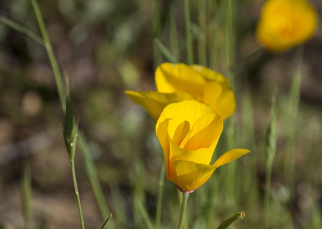 Flores, Campo, Naturaleza, Silvestre